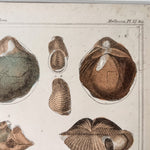 Load image into Gallery viewer, Antique Shell Print In Vintage Faux Bamboo Frame
