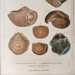 Load image into Gallery viewer, Antique Shell Print In Vintage Faux Bamboo Frame
