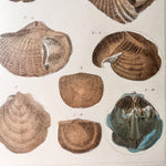 Load image into Gallery viewer, Antique Shell Print In Vintage Faux Bamboo Frame
