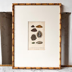 Load image into Gallery viewer, Antique Shell Print In Vintage Faux Bamboo Frame
