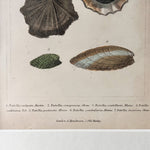 Load image into Gallery viewer, Antique Shell Print In Vintage Faux Bamboo Frame
