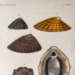 Load image into Gallery viewer, Antique Shell Print In Vintage Faux Bamboo Frame
