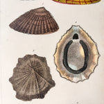 Load image into Gallery viewer, Antique Shell Print In Vintage Faux Bamboo Frame
