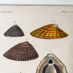 Load image into Gallery viewer, Antique Shell Print In Vintage Faux Bamboo Frame
