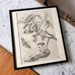 Load image into Gallery viewer, Antique Framed Botanical Print
