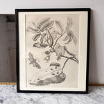 Load image into Gallery viewer, Antique Framed Botanical Print
