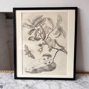 Antique Framed Botanical Print