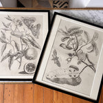 Load image into Gallery viewer, Antique Framed Botanical Print
