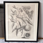 Load image into Gallery viewer, Antique Framed Botanical Print
