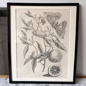 Antique Framed Botanical Print