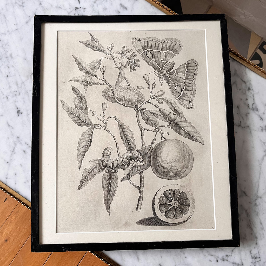 Antique Framed Botanical Print