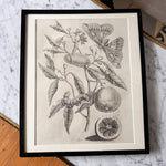 Load image into Gallery viewer, Antique Framed Botanical Print
