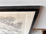 Load image into Gallery viewer, Antique Framed Botanical Print
