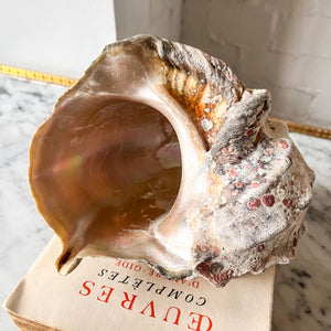 Vintage Conch Shell