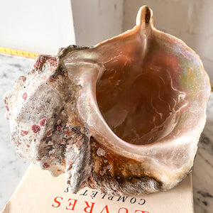 Vintage Conch Shell