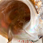 Load image into Gallery viewer, Vintage Conch Shell
