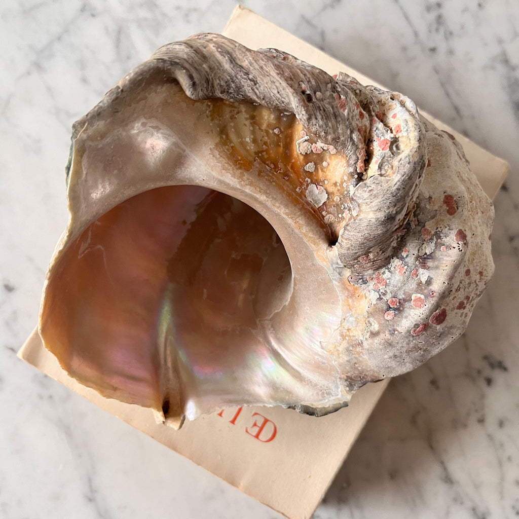 Vintage Conch Shell