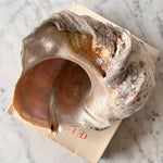 Load image into Gallery viewer, Vintage Conch Shell
