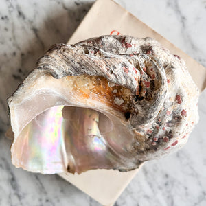 Vintage Conch Shell