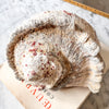 Vintage Conch Shell