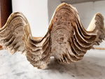 Load image into Gallery viewer, Large Vintage Clam Shell
