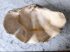 Large Vintage Clam Shell