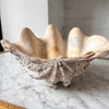 Large Vintage Clam Shell
