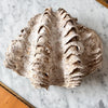 Large Vintage Clam Shell