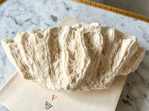 Antique Brain Coral Piece