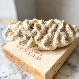 Antique Brain Coral Piece