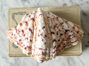 Vintage Clam Shell - Small