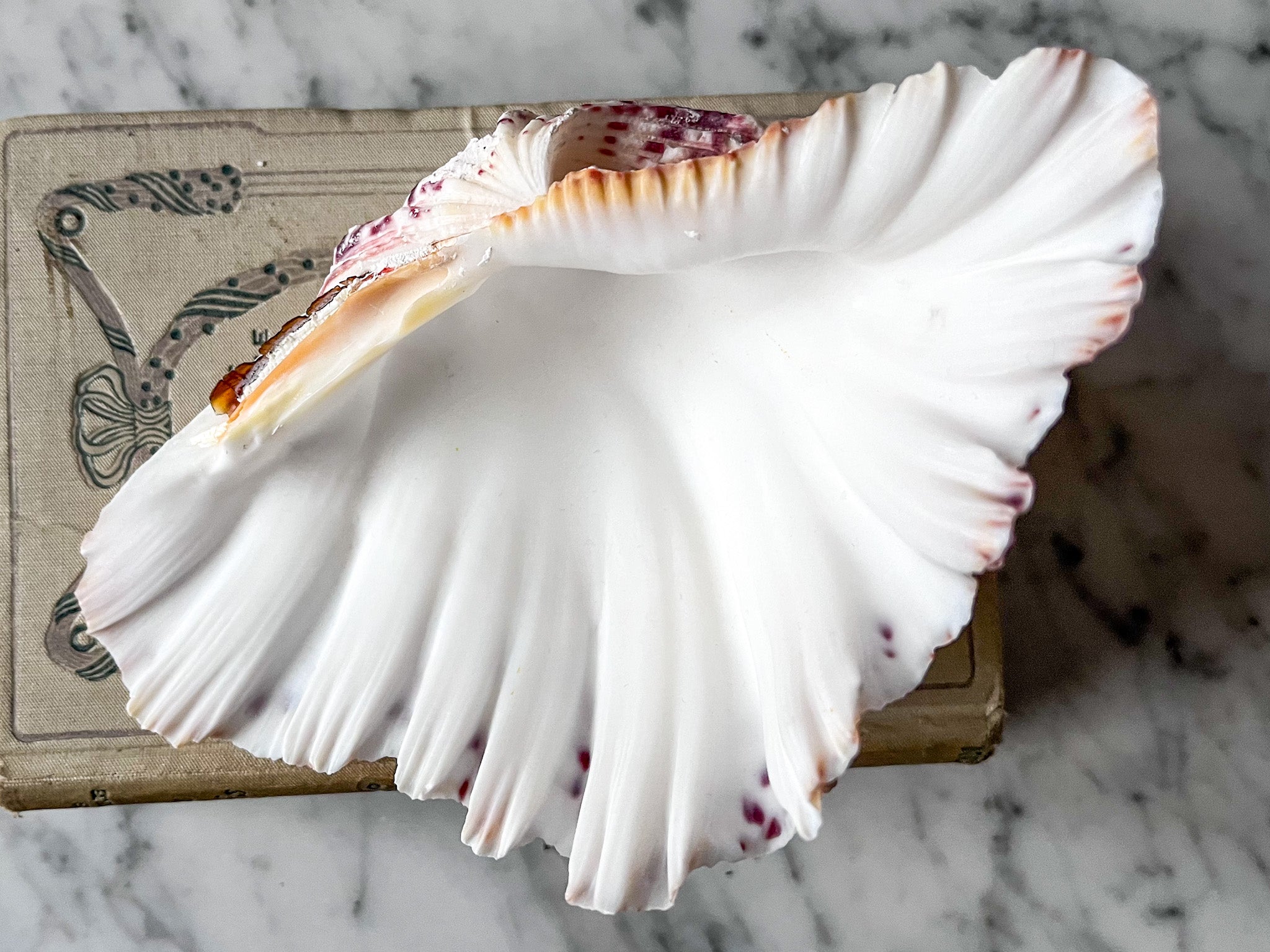Vintage Clam Shell - Small