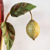 ON HOLD - A Pair Of French Vintage Toleware Lemon and Pomegranate Light Sconces