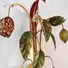 ON HOLD - A Pair Of French Vintage Toleware Lemon and Pomegranate Light Sconces