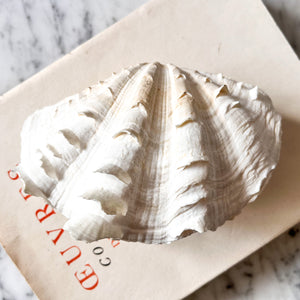 RESERVED - Vintage Double Clam Shell