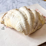 Load image into Gallery viewer, RESERVED - Small Vintage Clam Shell
