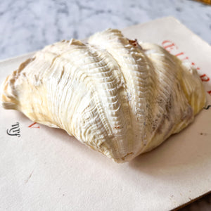 RESERVED - Small Vintage Clam Shell